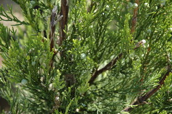 Juniperus chinensis 'Hetzi Columnaris' — photo 2